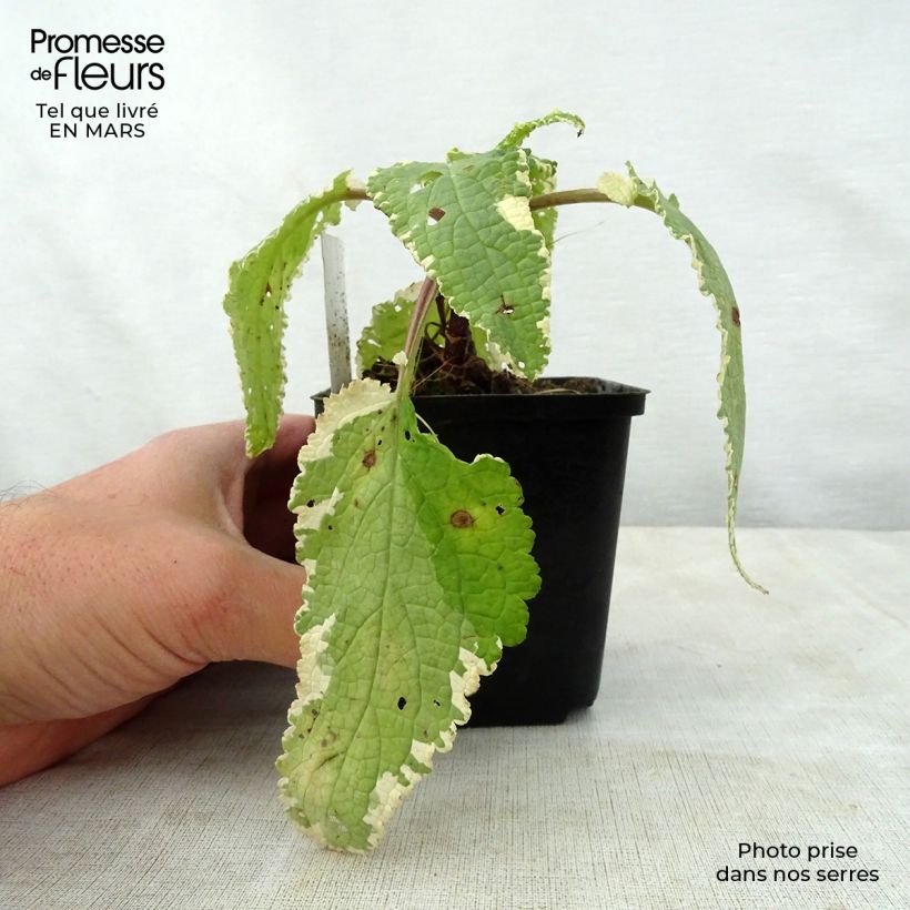 Spécimen de Scrophularia auriculata Variegata - Scrofulaire à oreillettes panachée Godet de 8/9 cm tel que livré au printemps