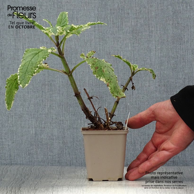 Spécimen de Scrophularia auriculata Variegata - Scrofulaire à oreillettes panachée Godet de 8/9 cm tel que livré en automne