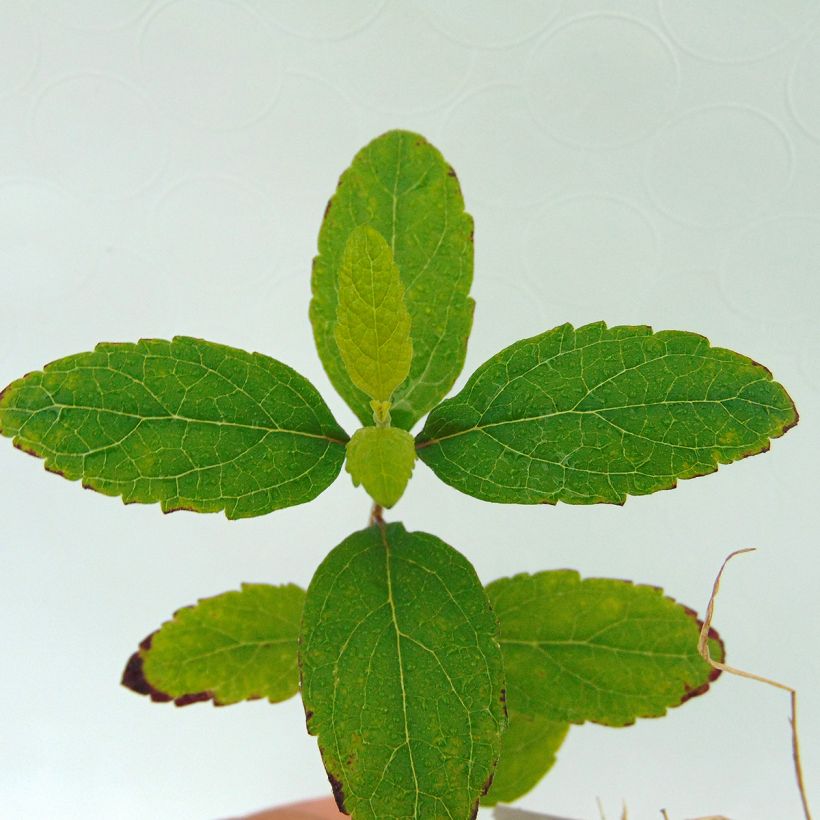Scutellaria Incana, Scutellaire (Foliage)