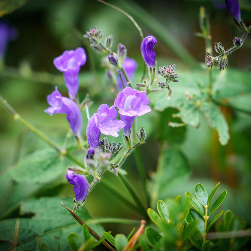 Scutellaria Incana, Scutellaire (Flowering)