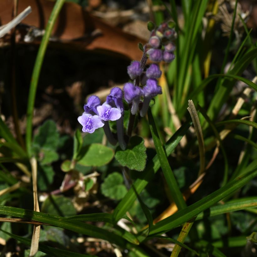 Scutellaria indica var. parviflora - Scutellaire (Flowering)