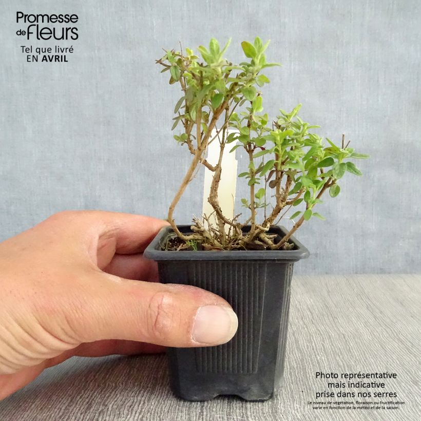 Spécimen de Scutellaria suffrutescens - Scutellaire Godet de 8/9 cm tel que livré au printemps