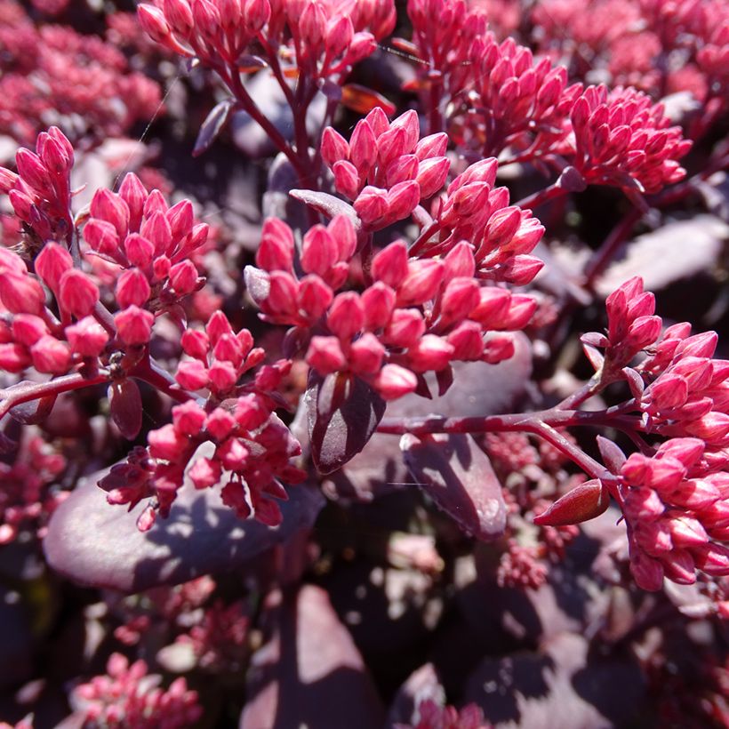 Sedum Chocolate Cherry - Orpin reprise (Floraison)