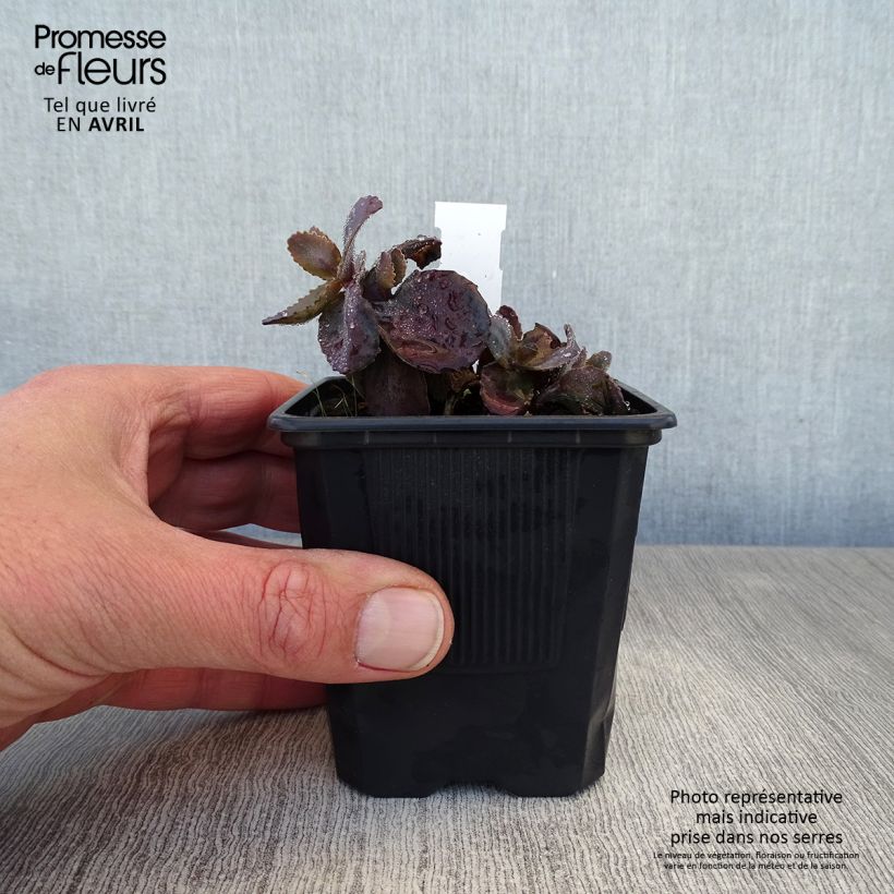 Spécimen de Sedum Chocolate Cherry - Orpin reprise Godet de 8/9 cm tel que livré au printemps