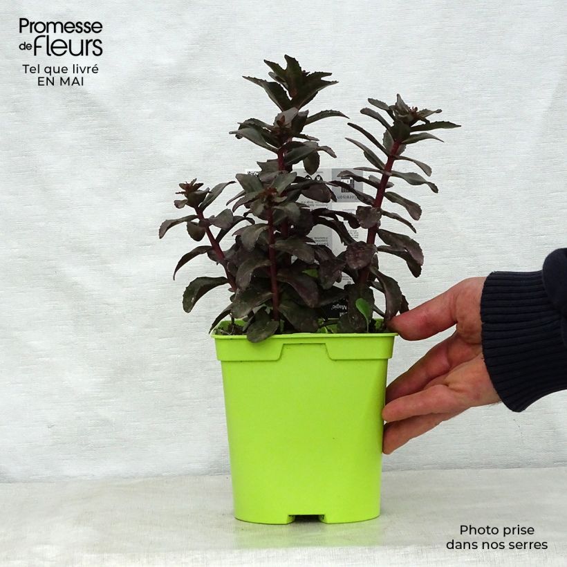 Example of Sedum Dark Magic Pot de 2L/3L as you get in printemps