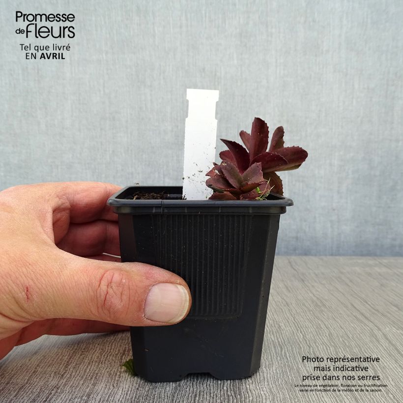 Example of Sedum Dark Magic Godet de 8/9 cm as you get in printemps