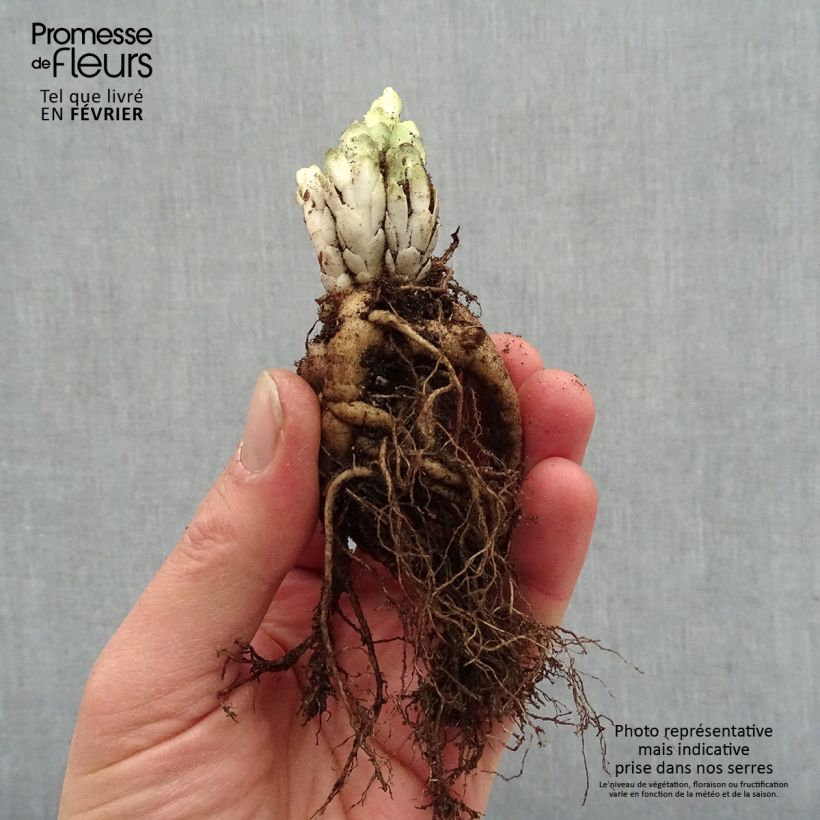 Spécimen de Sedum Frosted Fire - Orpin d'automne. Racines nues, Qualité premium tel que livré en hiver