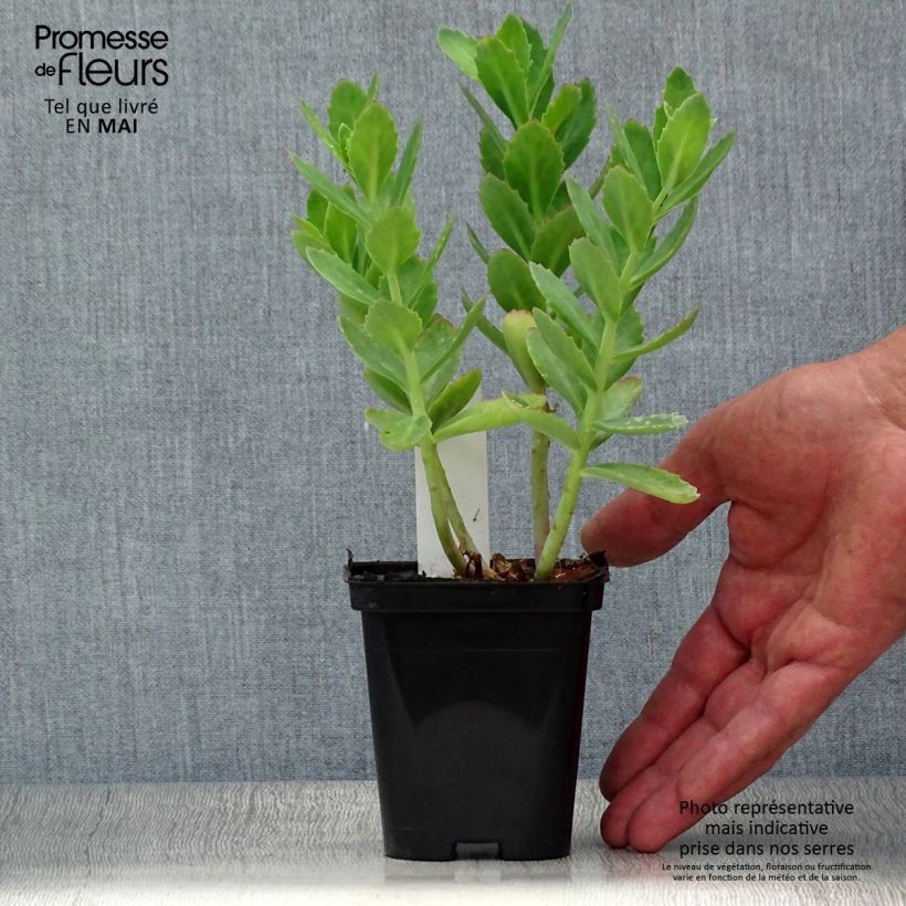 Spécimen de Sedum Herbstfreude ou Autumn Joy  Godet de 8/9 cm tel que livré au printemps