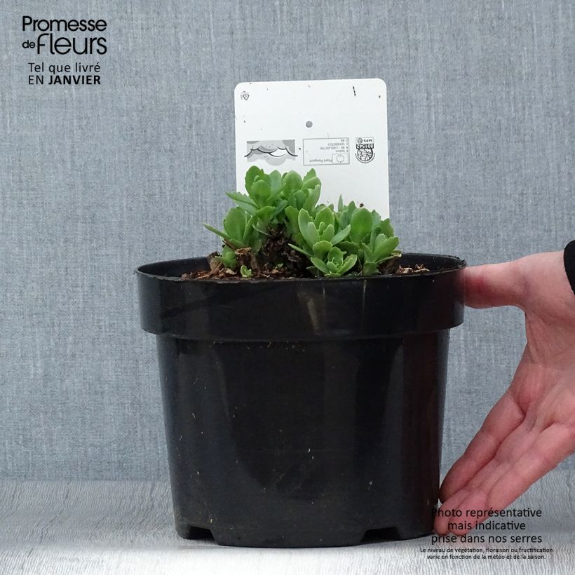 Spécimen de Sedum Herbstfreude ou Autumn Joy  Pot de 3L/4L tel que livré en hiver