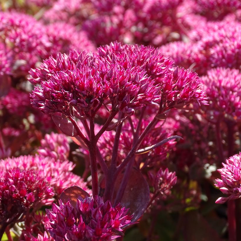 Sedum (Hylotelephium) Thunderhead - Orpin d'automne (Flowering)