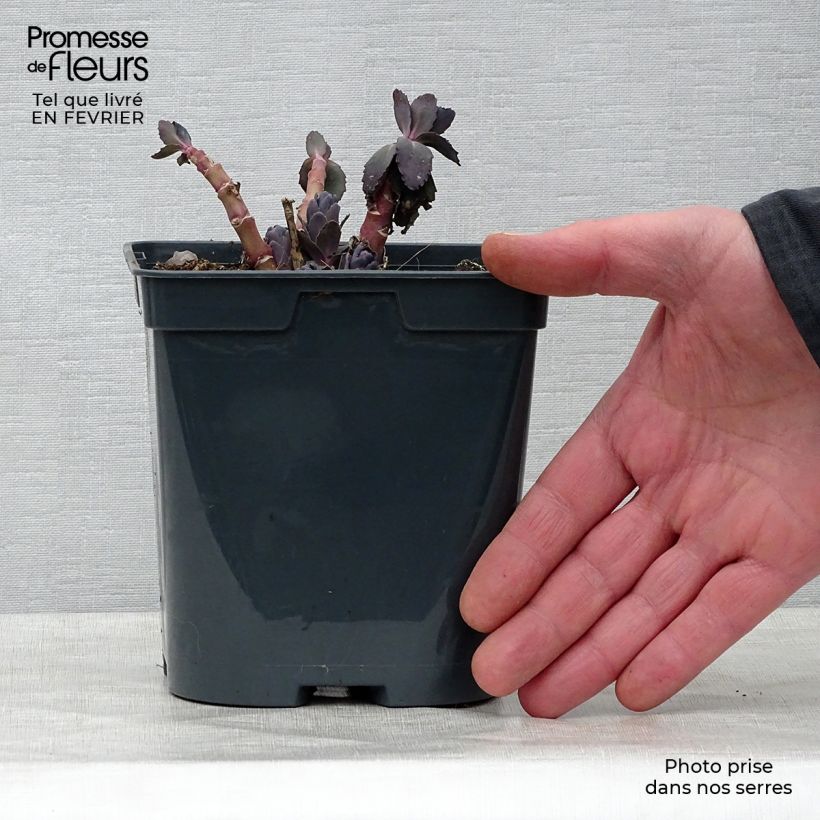 Spécimen de Sedum Jose Aubergine - Orpin Pot de 2L/3L tel que livré en hiver