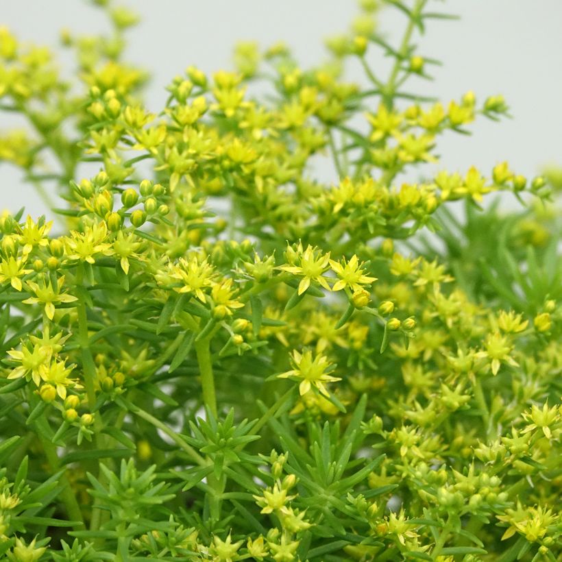 Sedum Lemon Ball - Orpin rampant (Floraison)