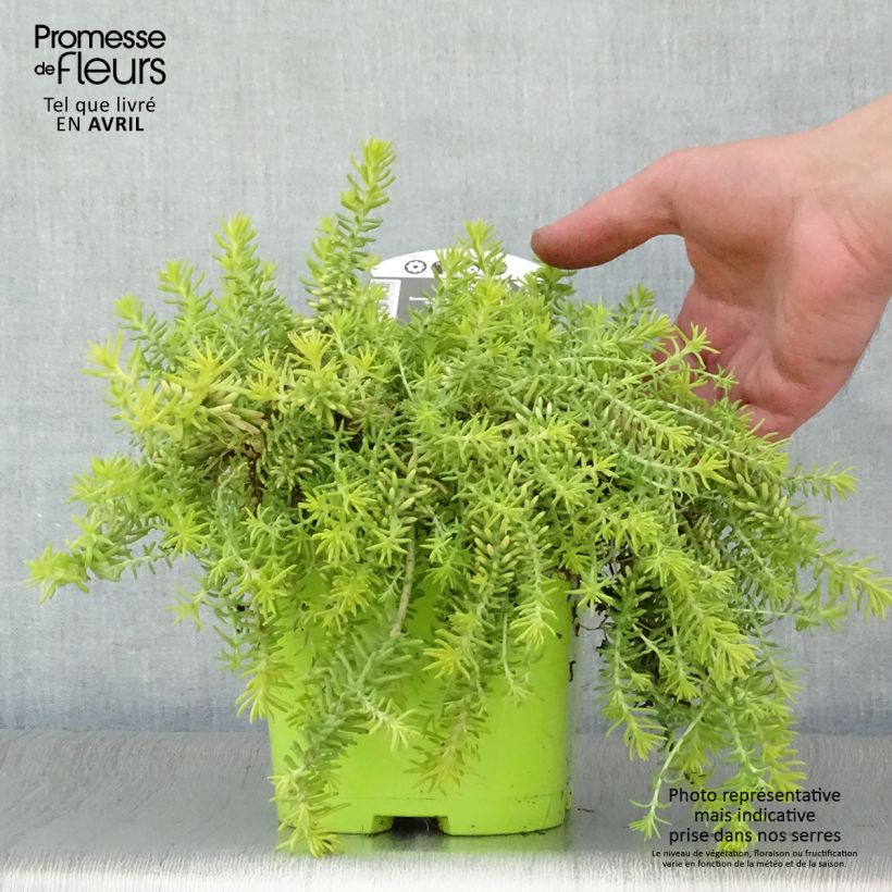 Spécimen de Sedum Lemon Ball - Orpin rampant Pot de 2L/3L tel que livré au printemps