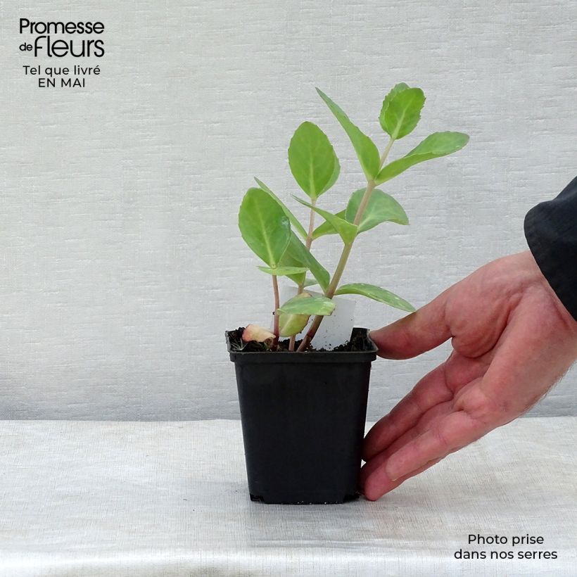 Spécimen de Sédum Matrona - Orpin Godet de 8/9 cm tel que livré au printemps