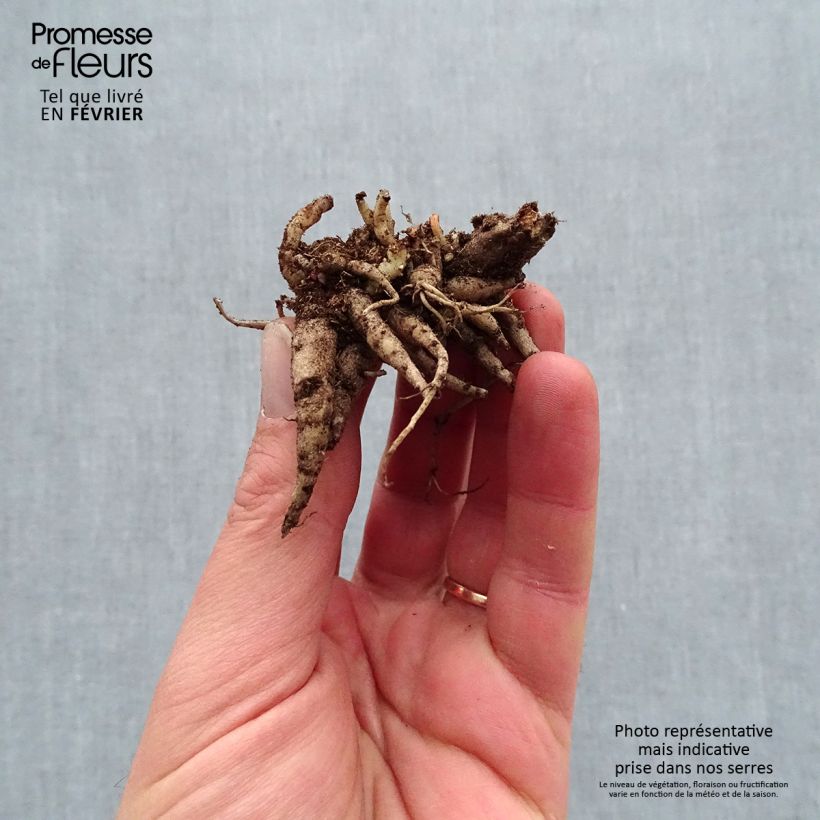 Spécimen de Sedum Mojave Jewels Diamond - Orpin d'automne  Racines nues, Qualité premium tel que livré en hiver