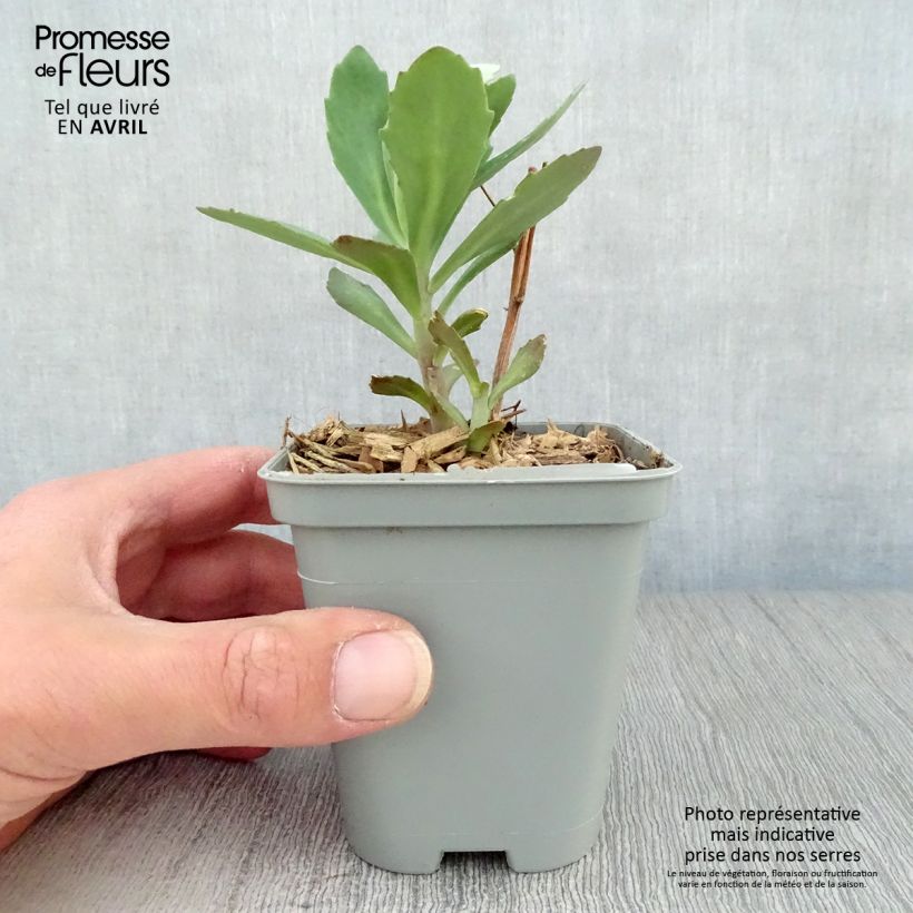 Example of Sedum Mr Goodbud - Orpin d'automne Godet de 8/9 cm as you get in printemps