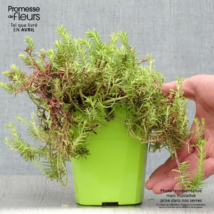 Spécimen de Sedum SUNSPARKLER Angelina's Teacup - Orpin Pot de 1L/1,5L tel que livré au printemps