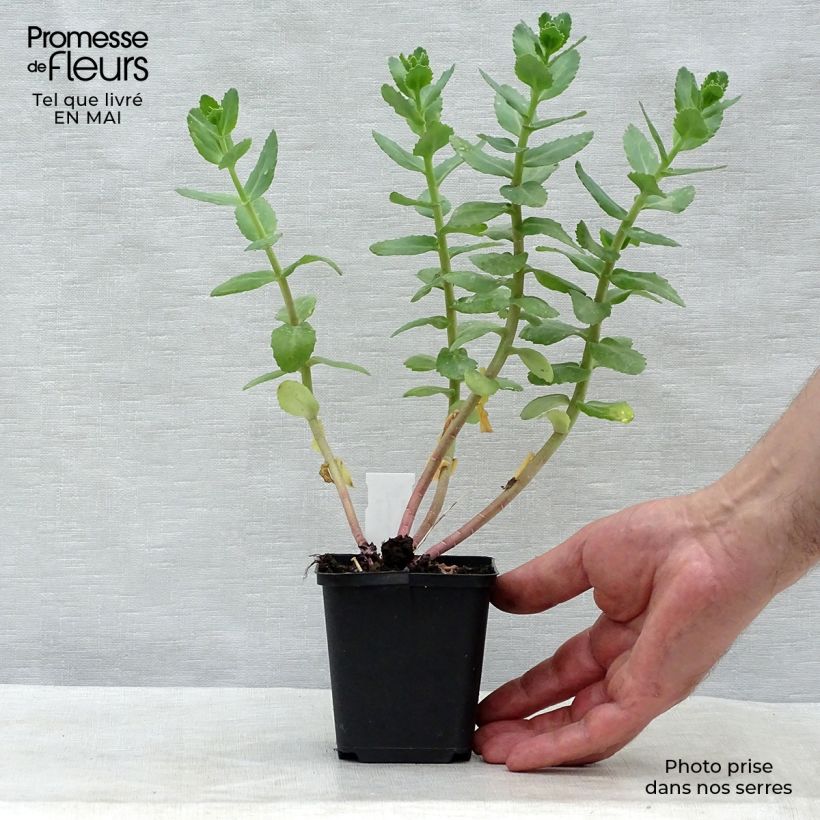 Spécimen de Sedum Stewed Rhubarb Mountain - Orpin d'Automne Godet de 8/9 cm tel que livré au printemps