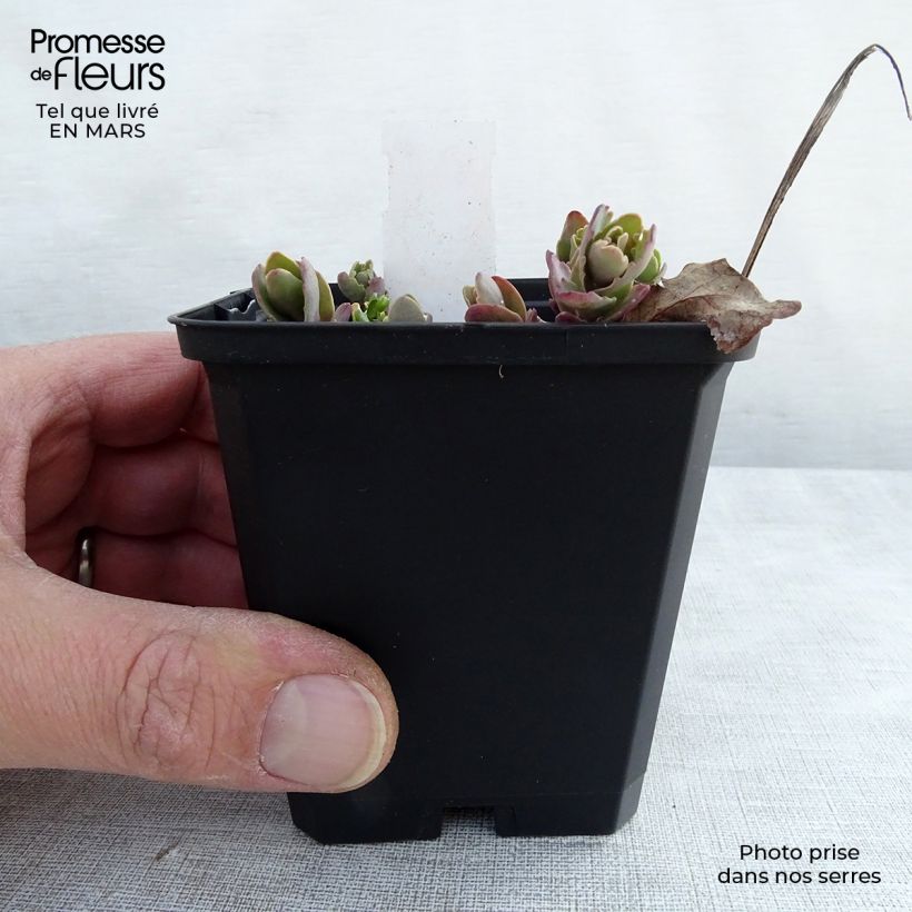 Spécimen de Sedum Strawberry and Cream - Orpin d'Automne Godet de 8/9 cm tel que livré au printemps