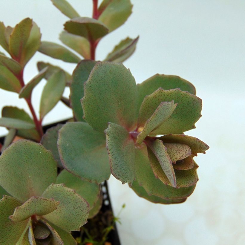 Sedum Sunsparkler Dazzleberry - Orpin bleu (Foliage)