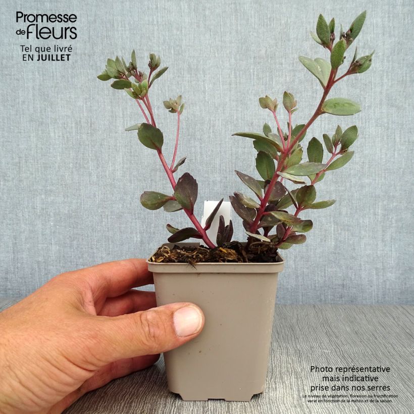 Spécimen de Sedum Sunsparkler Dazzleberry - Orpin bleu Godet de 8/9 cm tel que livré en été