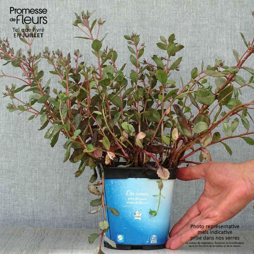 Spécimen de Sedum Sunsparkler Dazzleberry - Orpin bleu Pot de 2L/3L tel que livré en été