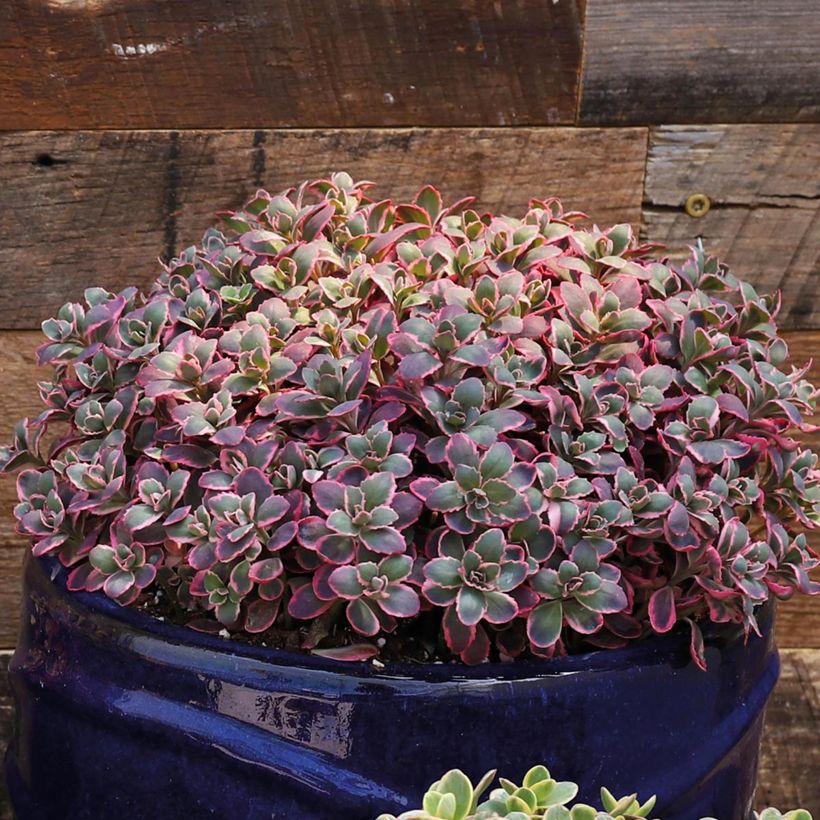 Sedum Sunsparkler Dream Dazzler - Orpin hybride (Port)