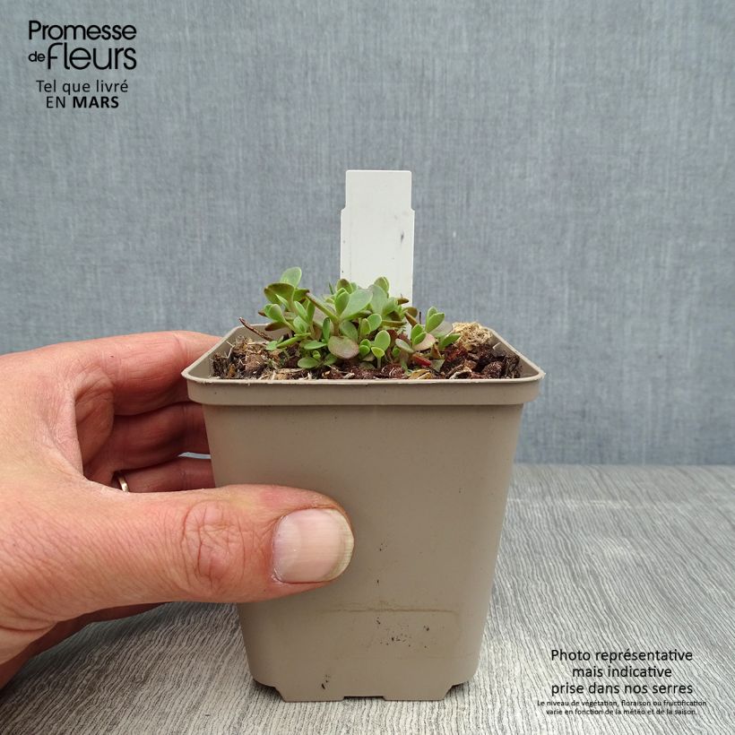 Spécimen de Sedum Sunsparkler Firecracker - Orpin  Godet de 8/9 cm tel que livré au printemps