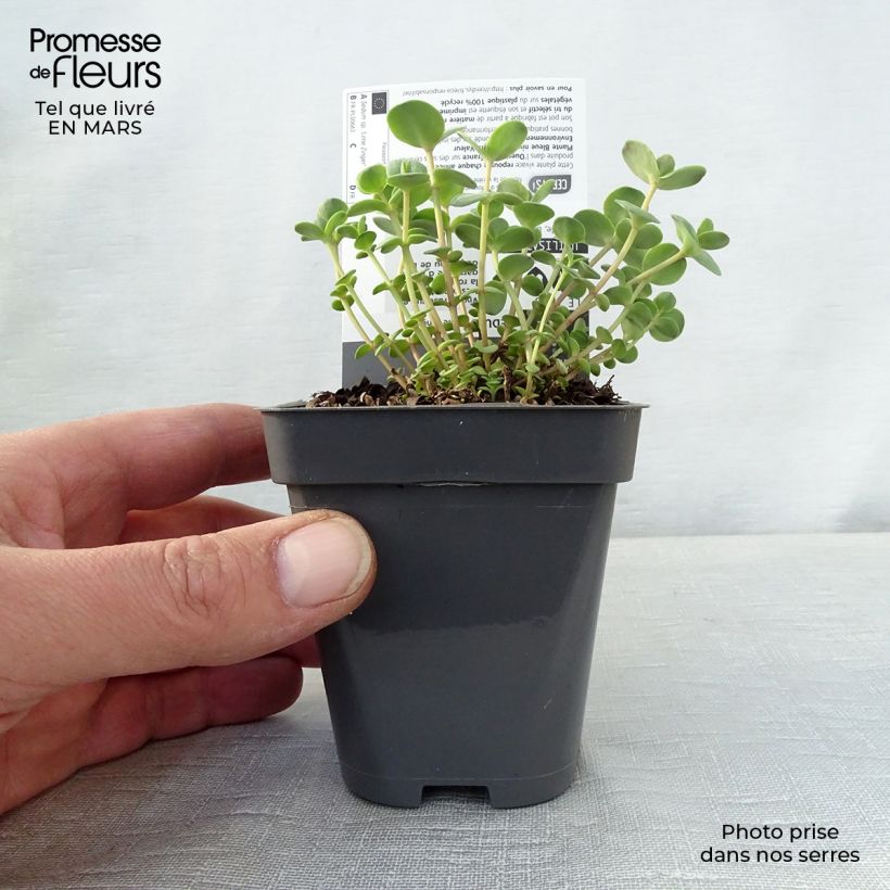 Spécimen de Sedum Sunsparkler Lime Zinger - Orpin vert lime Godet de 8/9 cm tel que livré au printemps