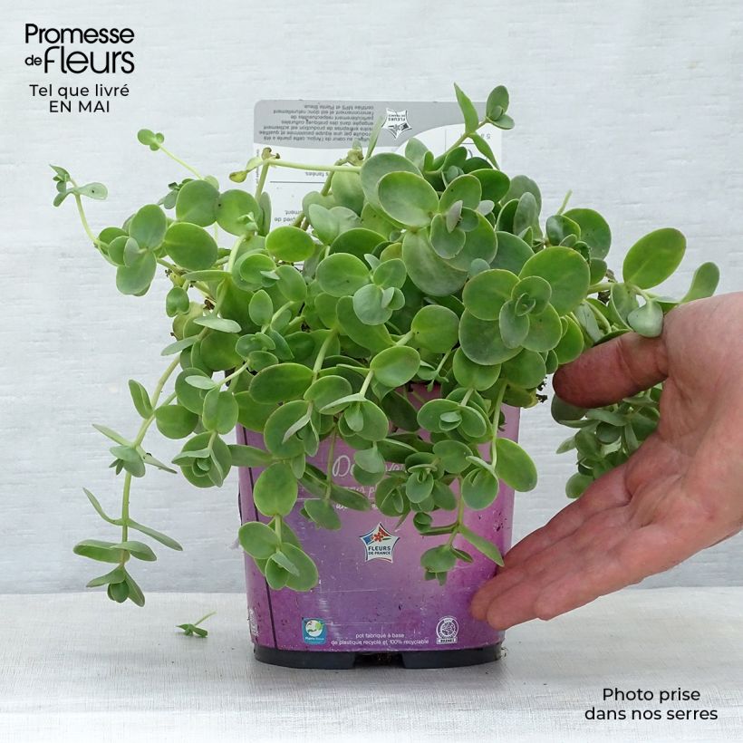 Spécimen de Sedum Sunsparkler Lime Zinger - Orpin vert lime Pot de 2L/3L tel que livré au printemps