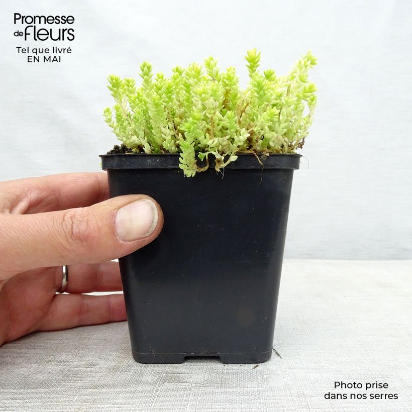 Spécimen de Sedum acre Yellow Queen - Orpin jaune Godet de 8/9 cm tel que livré au printemps