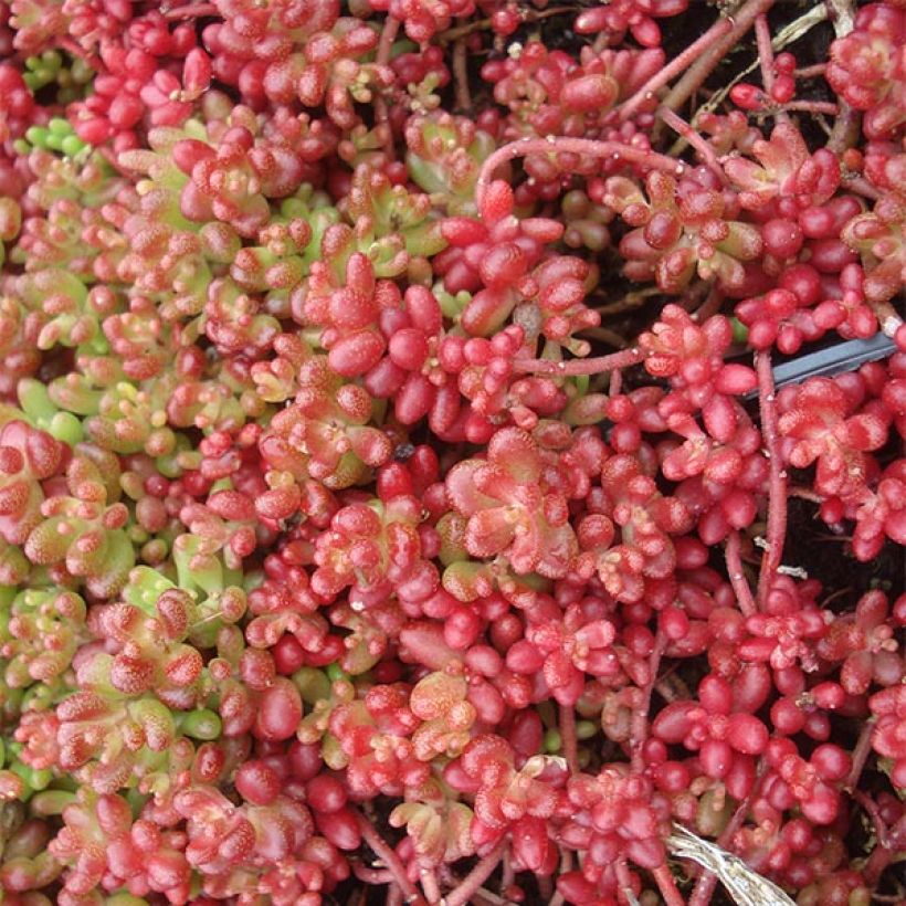 Sedum album Coral Carpet - Orpin blanc (Floraison)