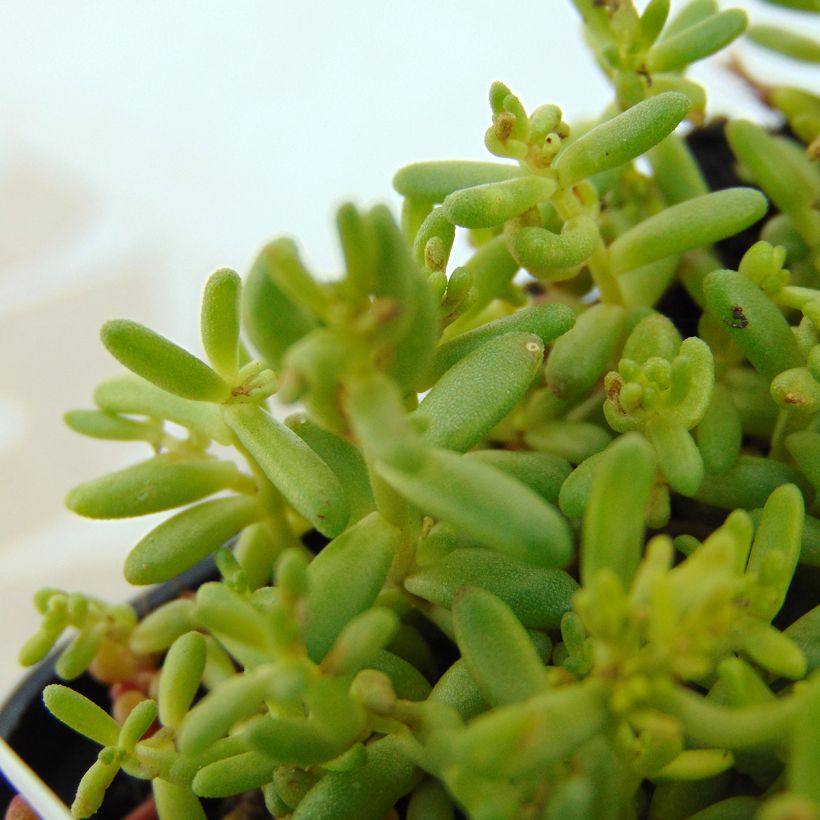 Sedum album Coral Carpet - Orpin blanc (Feuillage)
