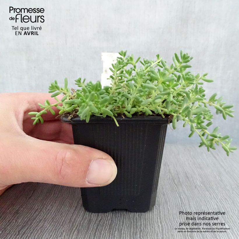 Spécimen de Sedum album Murale - Orpin blanc Godet de 8/9 cm tel que livré au printemps