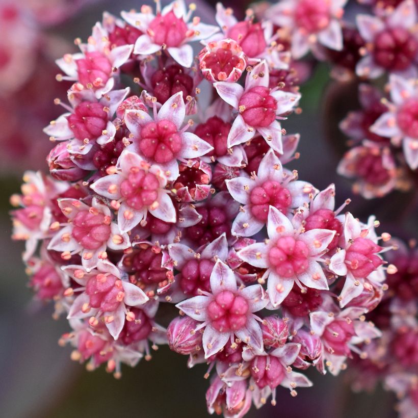 Sedum cauticola Robustum - Orpin (Floraison)