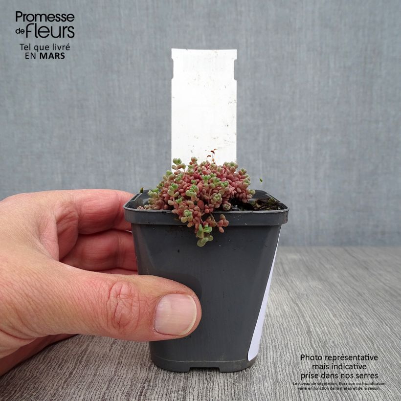 Spécimen de Sedum dasyphyllum - Orpin à feuilles épaisses Godet de 8/9 cm tel que livré au printemps