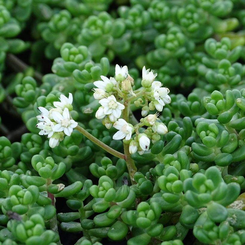 Sedum divergens - Orpin étalé ou divergent (Floraison)