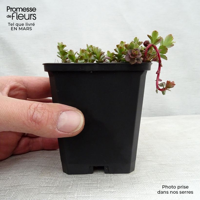 Spécimen de Sedum kamtschaticum - Orpin du Kamtchatka Godet de 8/9 cm tel que livré au printemps