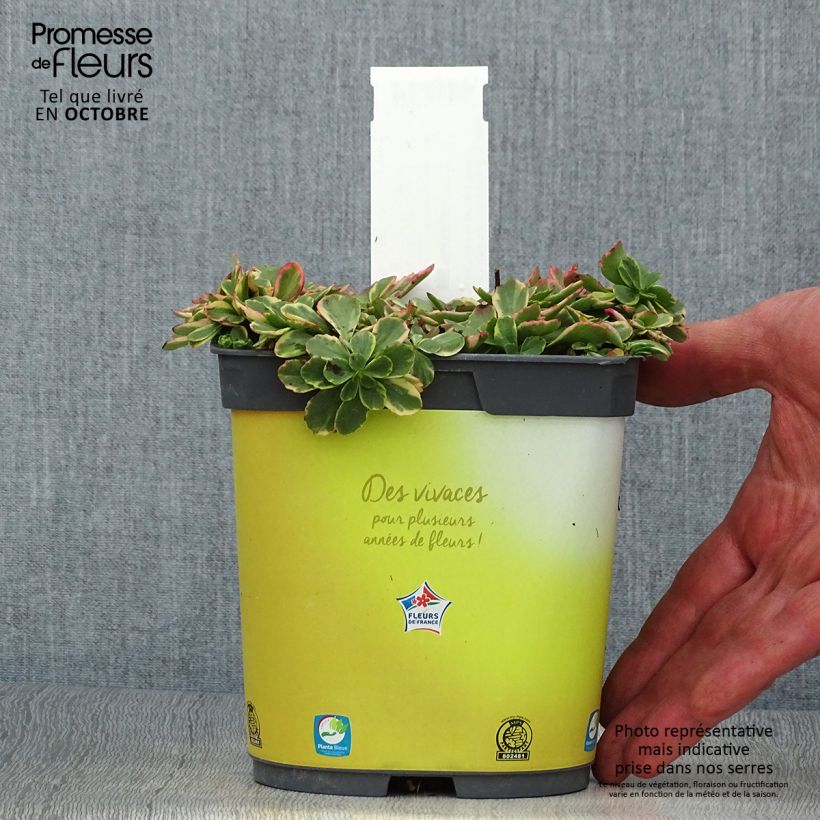 Spécimen de Orpin du Kamtchatka - Sedum kamtschaticum Variegatum Pot de 2L/3L tel que livré en automne