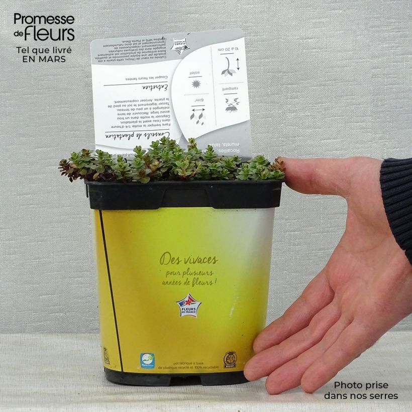Spécimen de Orpin du Kamtchatka - Sedum kamtschaticum Variegatum Pot de 2L/3L tel que livré au printemps
