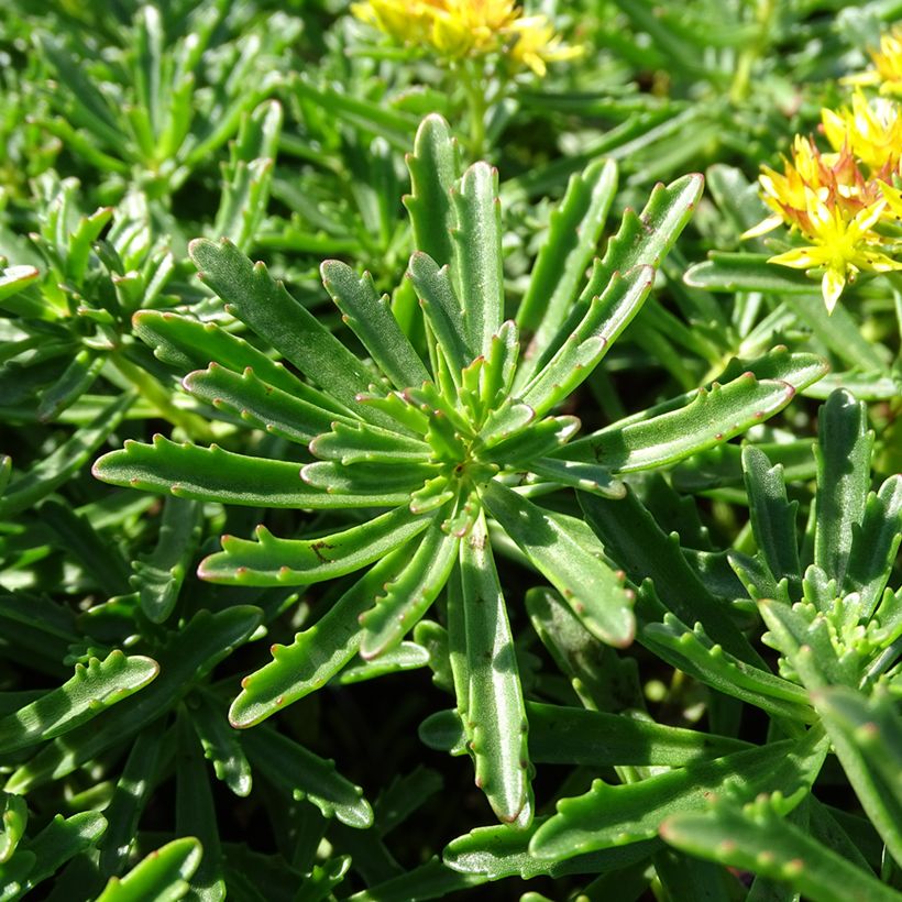 Sedum kamtschaticum subsp. middendorffianum - Orpin du Kamtchatka (Feuillage)