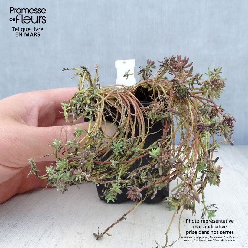 Spécimen de Sedum lydium Glaucum (Sedum hispanicum) - Orpin Godet de 8/9 cm tel que livré au printemps