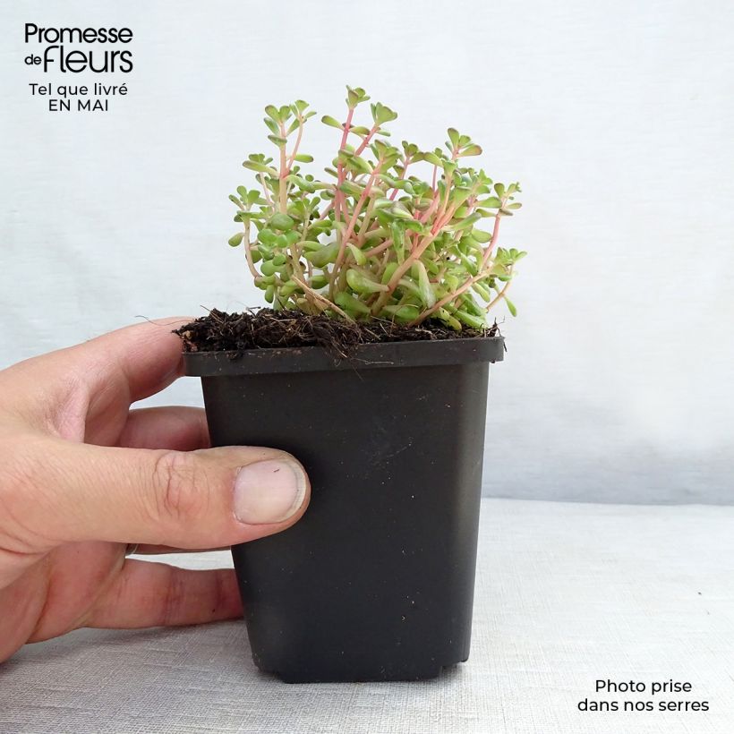 Spécimen de Sedum oreganum - Orpin de l'Orégon Godet de 8/9 cm tel que livré au printemps