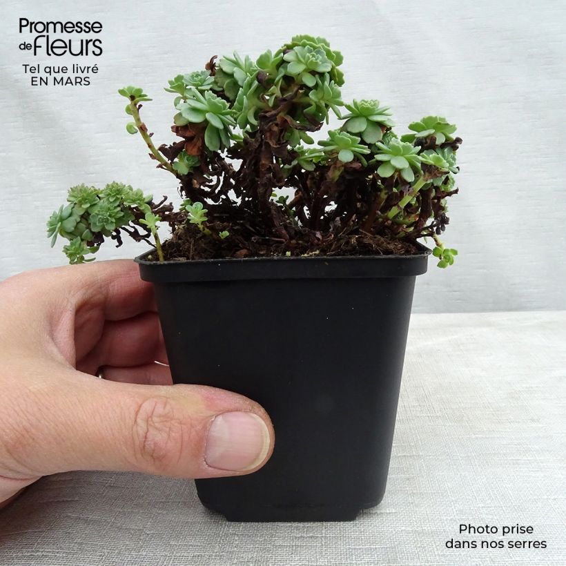 Spécimen de Sedum pachyclados - Orpin pachyclados Godet de 8/9 cm tel que livré au printemps