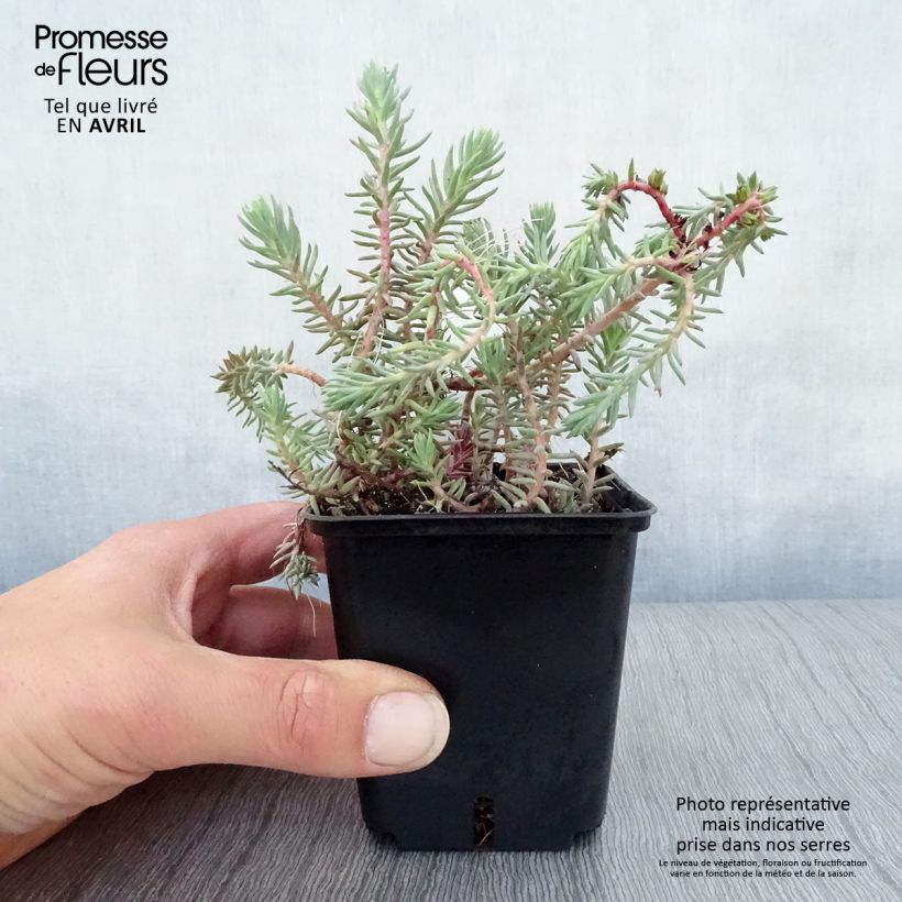 Spécimen de Sedum reflexum Blue Spruce Godet de 8/9 cm tel que livré au printemps