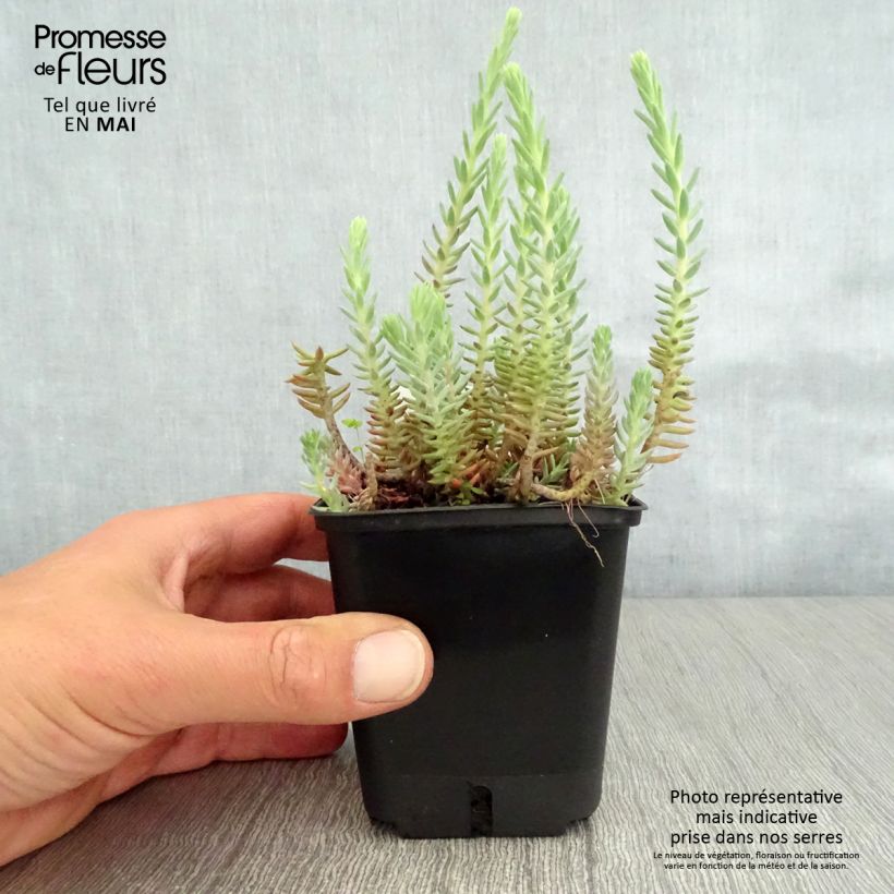 Spécimen de Sedum reflexum - Orpin des rochers, Orpin réfléchi Godet de 8/9 cm tel que livré au printemps