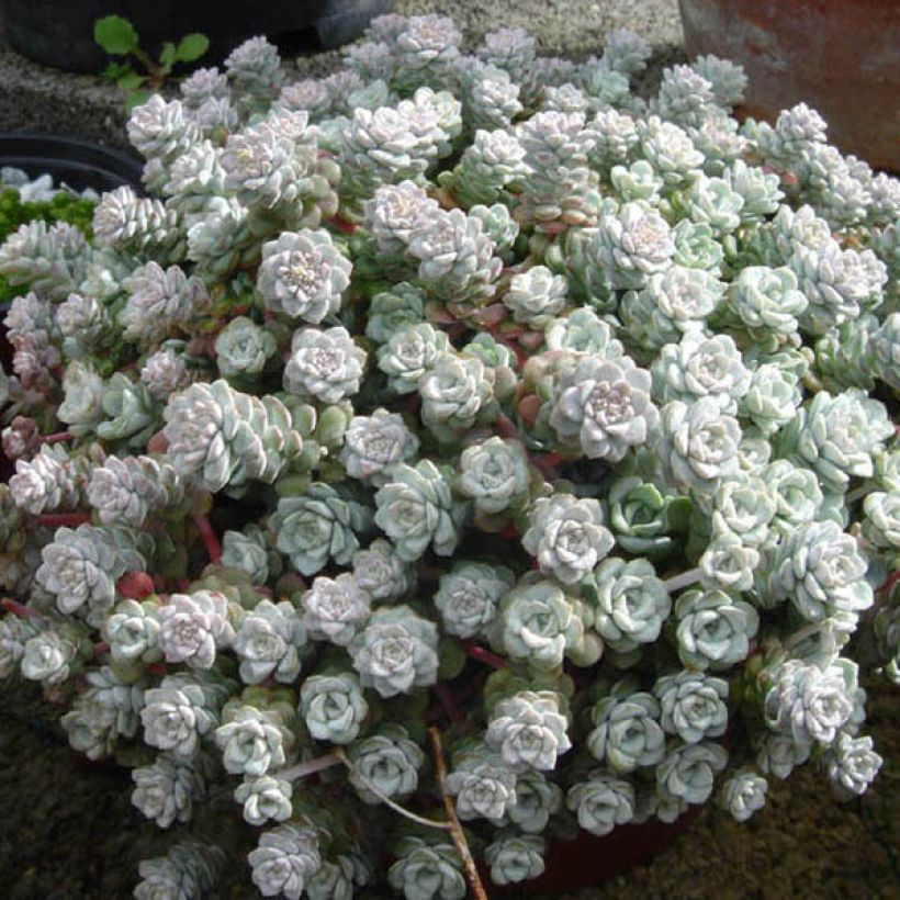Sedum spathulifolium Cape Blanco - Orpin rampant (Plant habit)