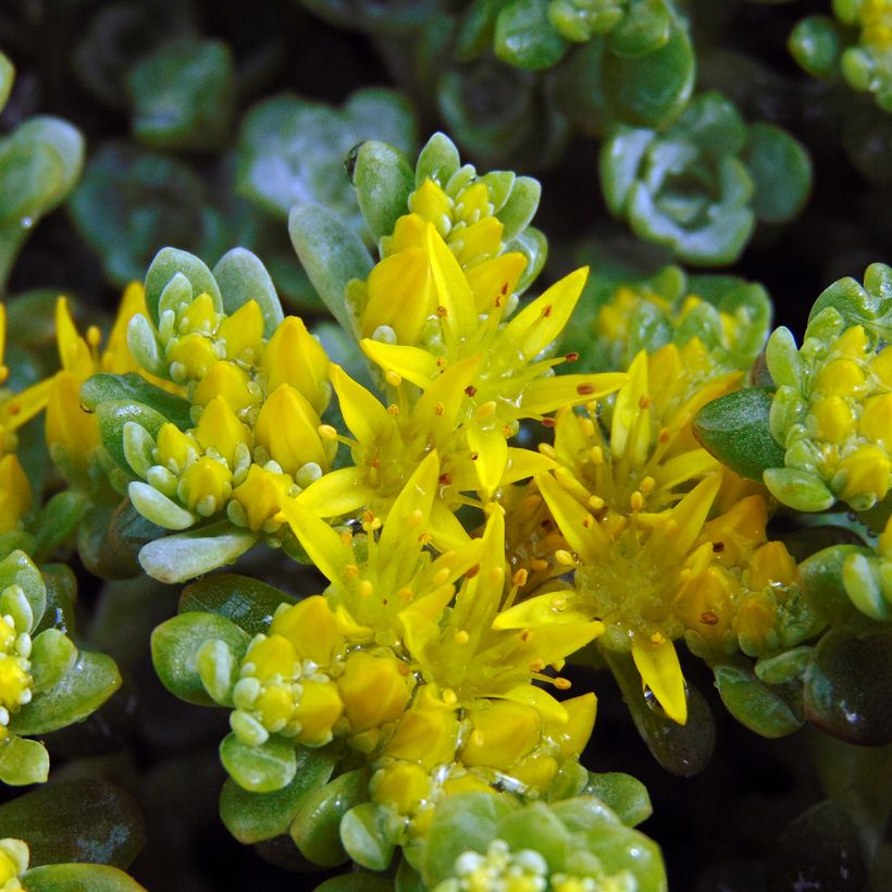 Sedum spathulifolium Cape Blanco - Orpin rampant (Flowering)
