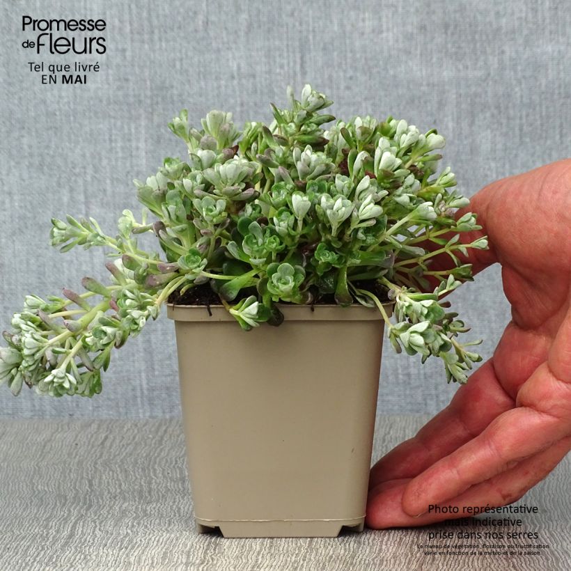 Example of Sedum spathulifolium Cape Blanco - Orpin rampant Godet de 8/9 cm as you get in printemps