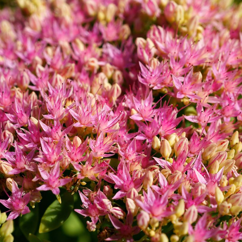 Sedum spectabile Brilliant - Grand Orpin d'automne (Floraison)